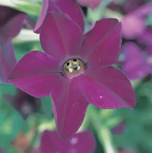 Nicotiana Purple Perfume